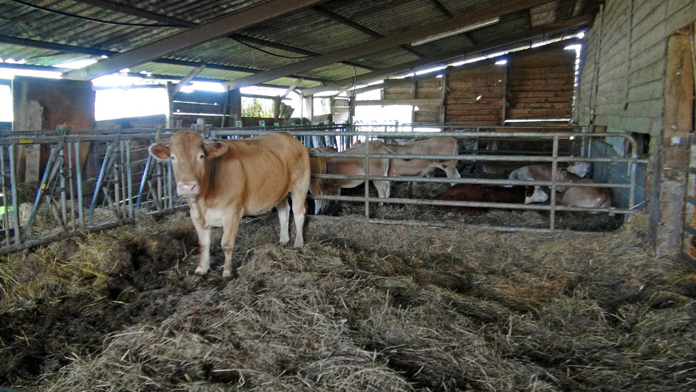 Une blonde d'aquitaine