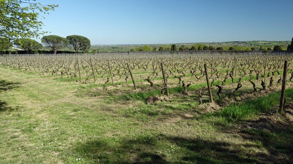 Vignes de chenin