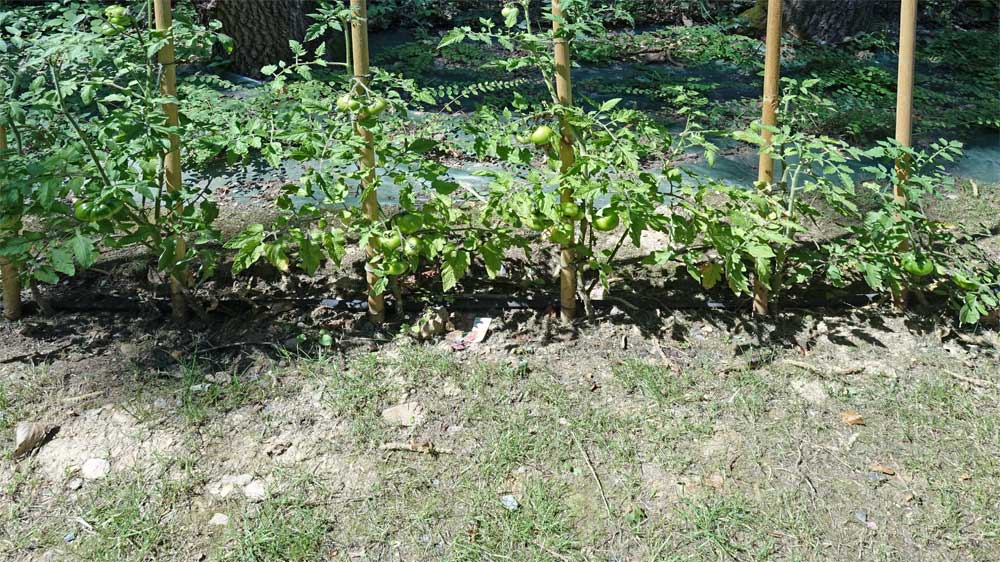 Bientôt des tomates maison !
