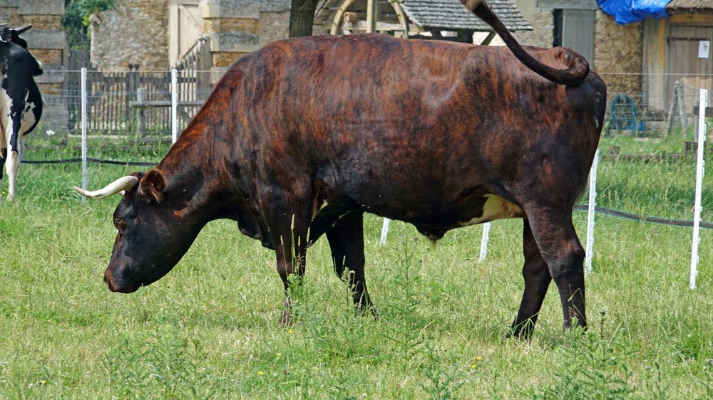 Un bœuf tigre dans l'enceinte clos du Hameau de la Reine