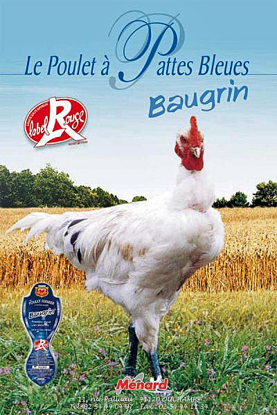 Le Poulet à pattes bleues (photo Ménard)
