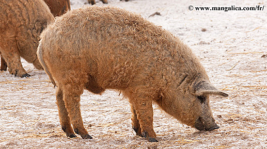 Cochon Mangalica - © www.mangalica.com/fr/