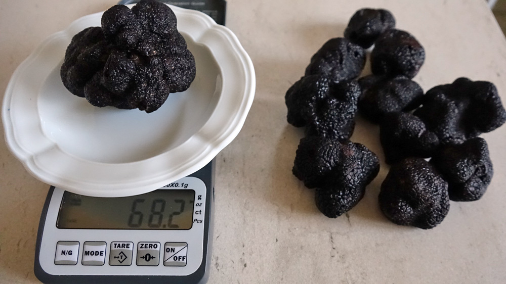 Une truffe de 68,2 g et les autres