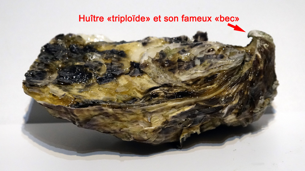 Huître "triploïde" et son fameux "bec"