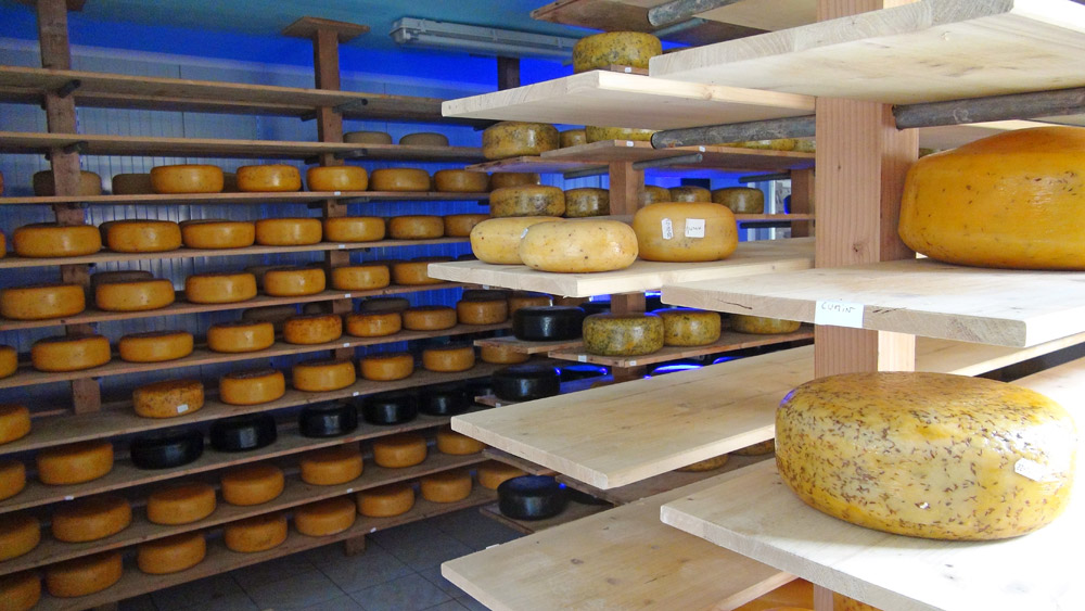 Les meules de Gouda à l'affinage