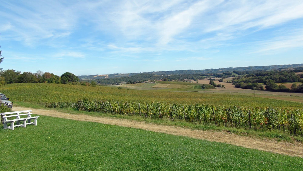 Les vignes du domaine