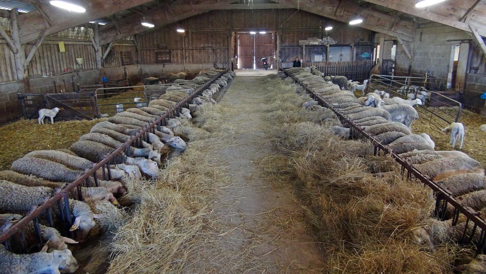 La bergerie et ses 200 brebis