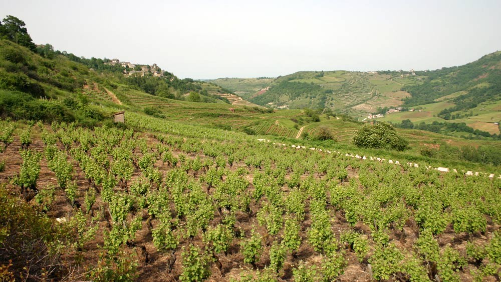 Les vignes du domaine du Cros