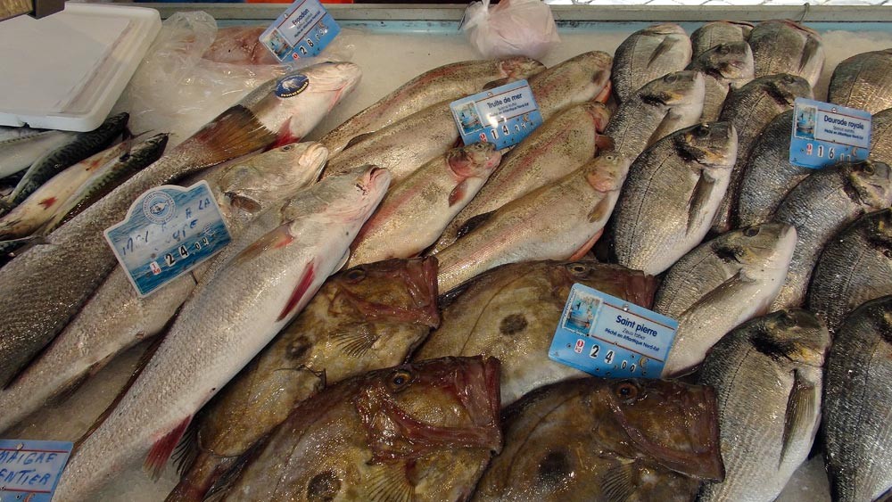 Maigres de ligne, Saint-Pierre, Truites de mer et Dorade royale