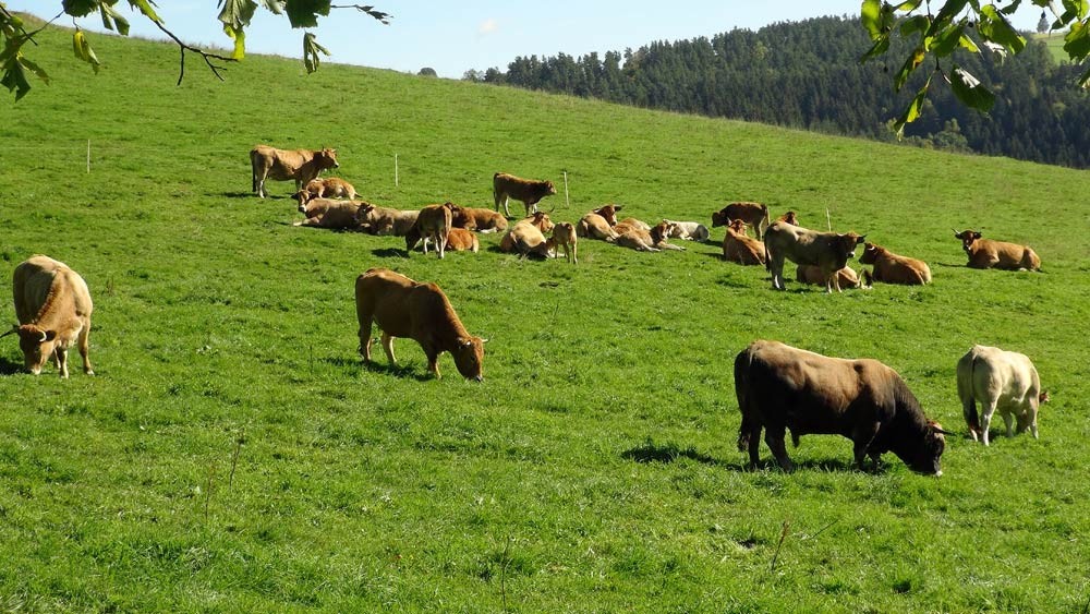 Quelques vaches Aubrac à proximité de chez Serge Vieira