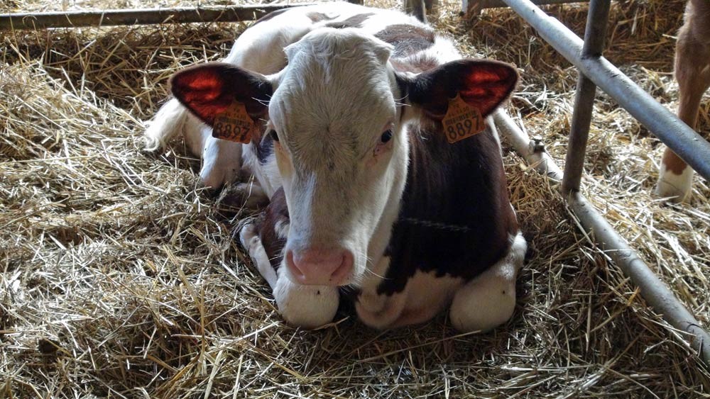 Veau de lait Hereford