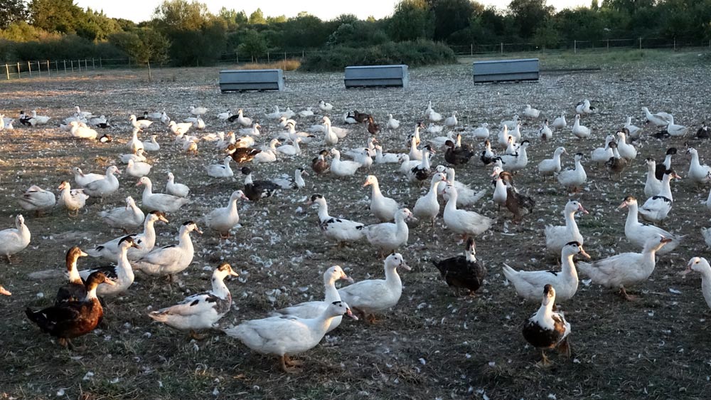 Les canards gras