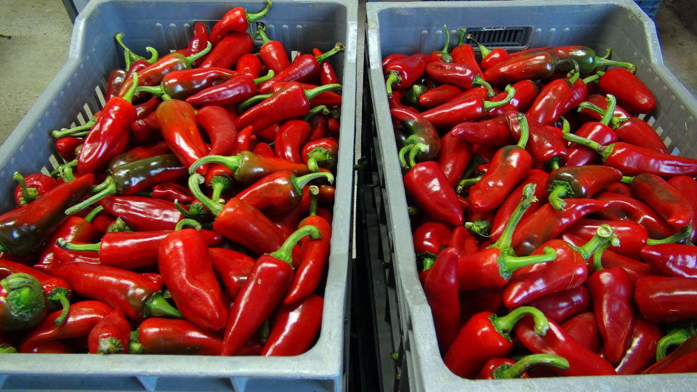 Piments d'Espelette cueillis et en attente d'être mis en corde