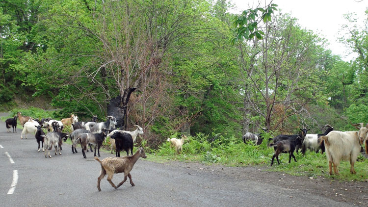Les typiques chèvres Corses au détour d'une route