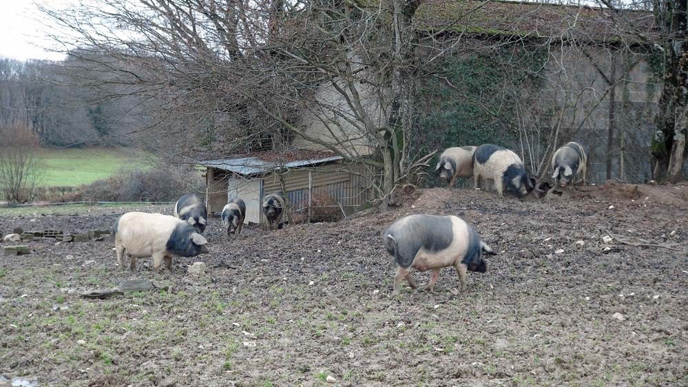 Culs noirs en libertés (sur la route qui mène à Perbin)
