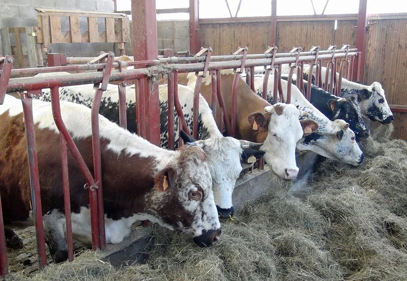 Vaches vosgiennes, dont une rare à la robe marron au premier plan