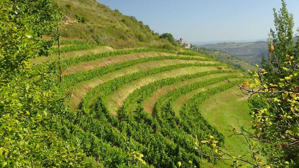 Les vignes du domaine du Cros