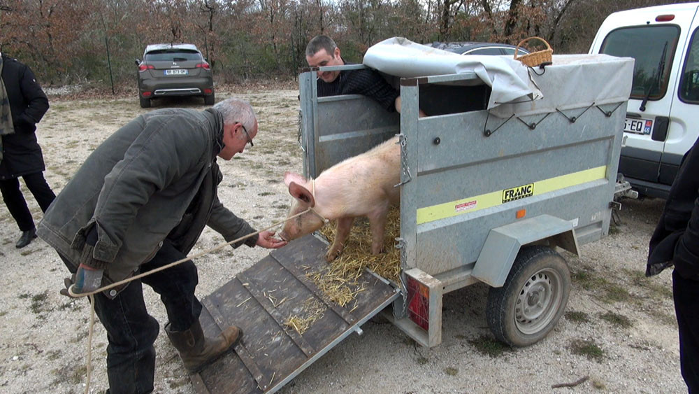 La descente du cochon
