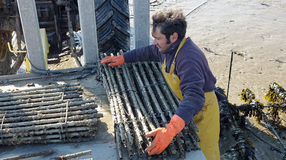 Raymond Kadem charge les paquets de 20 tubes collecteurs