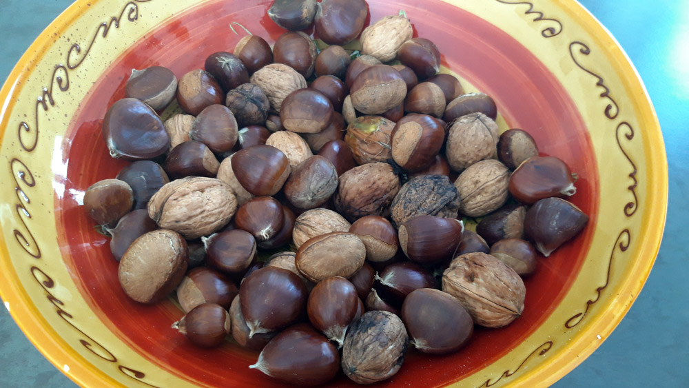 Ramassage de châtaignes (11 kg au total) et quelques noix