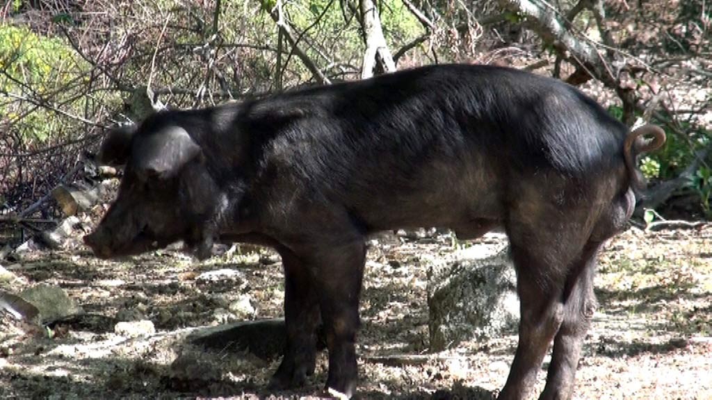 Le porc fétiche de Jean-Félix