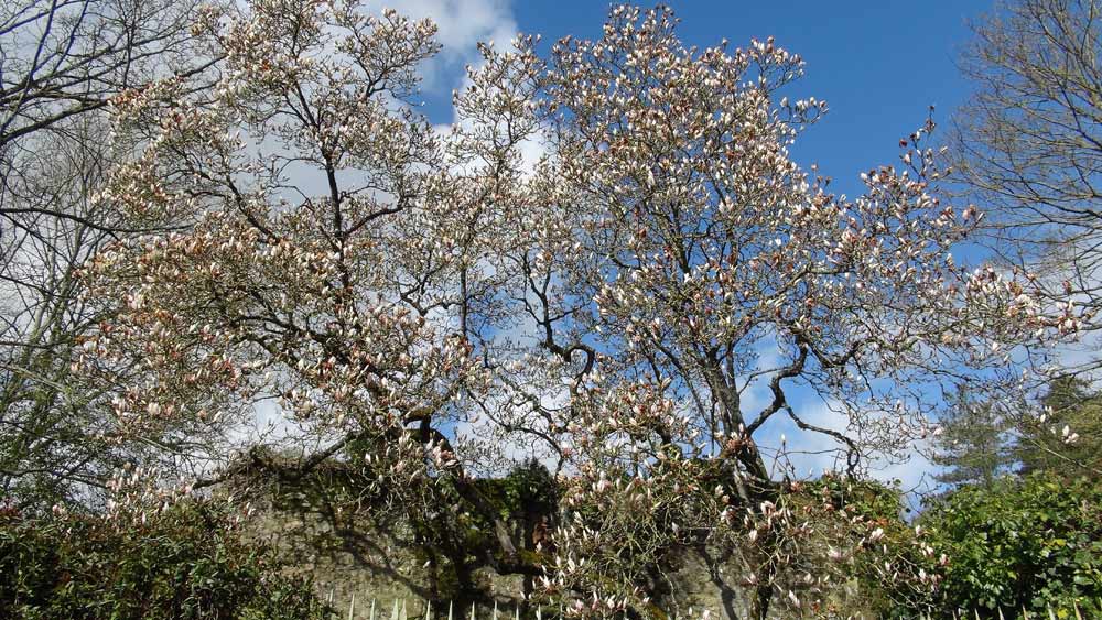 Un Magnolia rue des Cordeliers