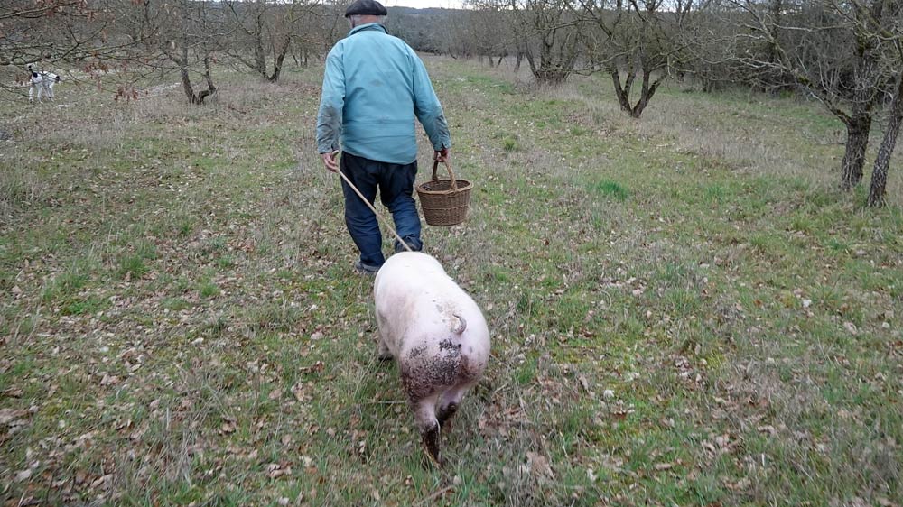 Alain, le caveur et son cochon truffier