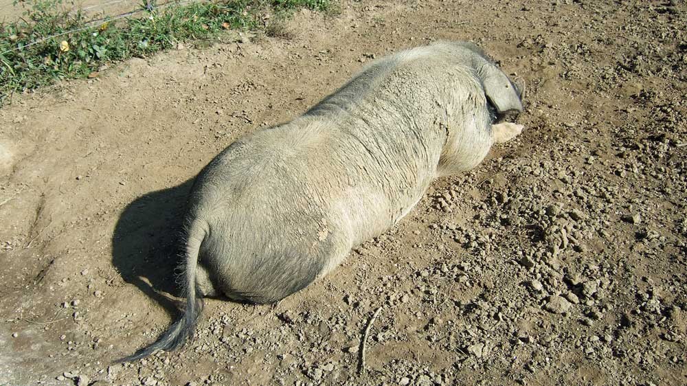 Le reproducteur de 300 kg se repose (Depuis cette photo prise en 2009, il a terminé fin novembre 2013 en terrine !)