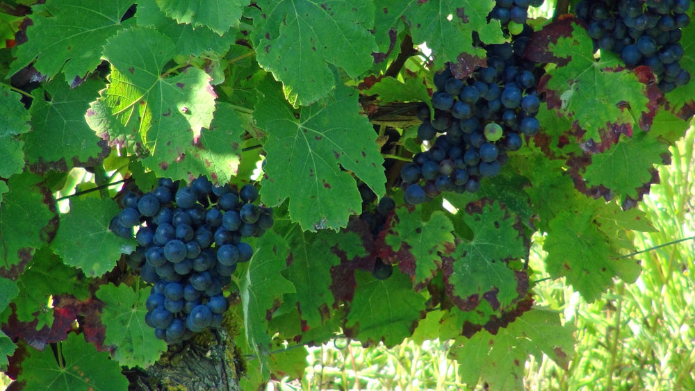 Grappes de raisin "Fer servadou" ou "Mansois"