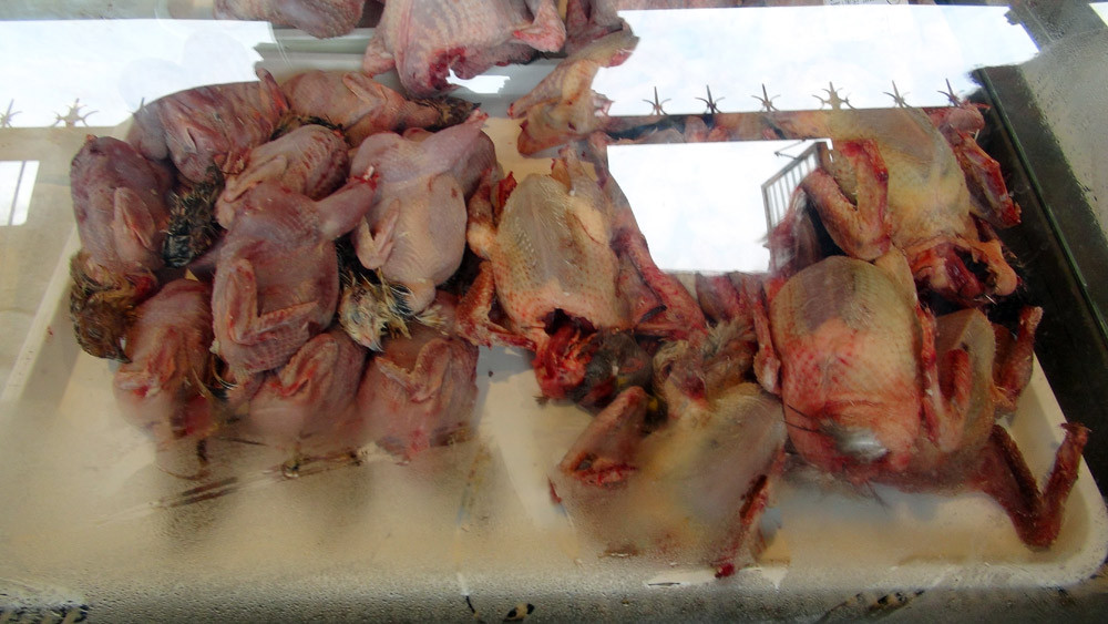 Cailles et pigeons