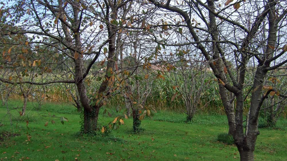 Cerisiers de Maxan Usandisaga