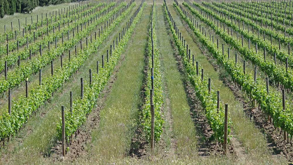 Les vignes - 15 mai 2019