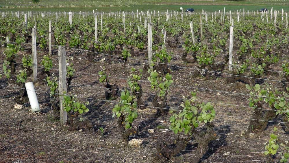 Vignes de cépage Romorantin pré-phylloxérique (avant 1875)