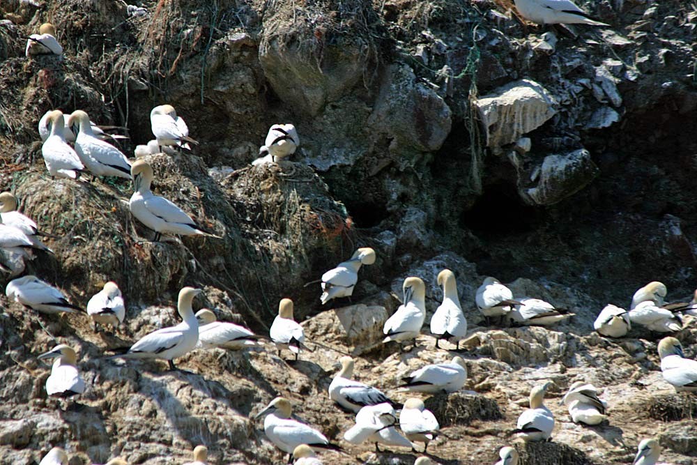 Les Fous de Bassan de l'Île Rouzic