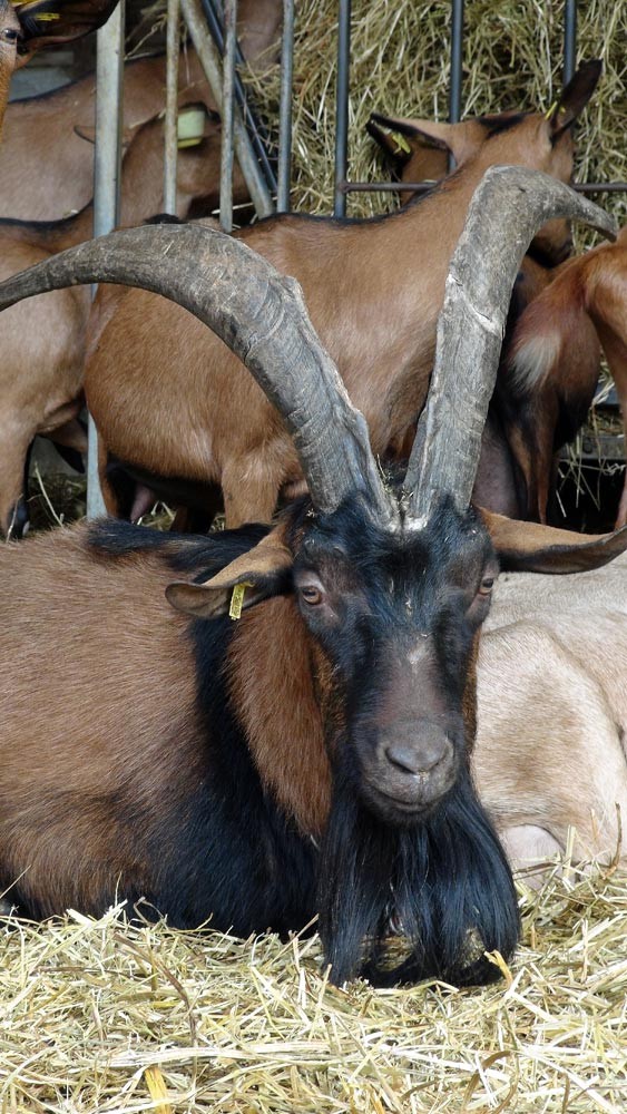 Un beau "bouc"