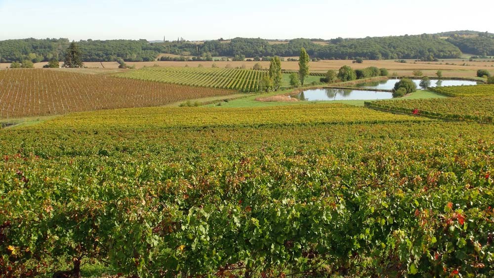 Le vignoble du Domaine Laffitte-Teston
