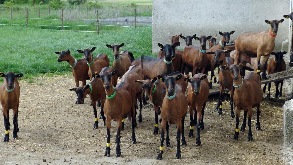 Chèvres alpines attendant la traite, à l'extérieur