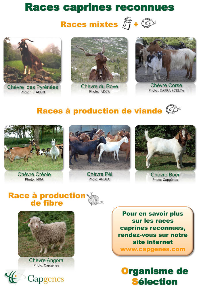 Les différentes races de chèvres - 2