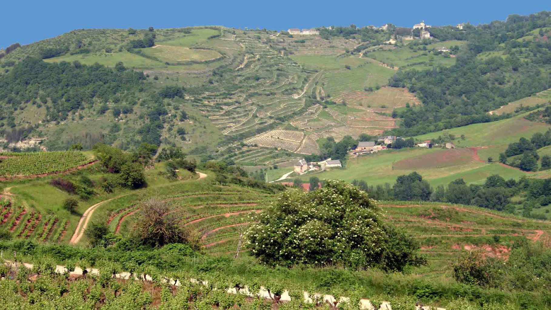 Le vignoble de Marcillac