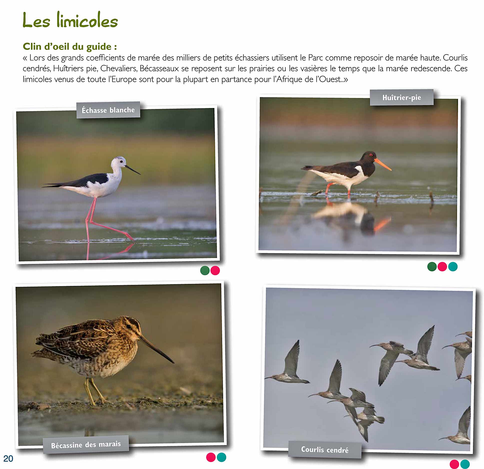 © http://www.parcdumarquenterre.fr
