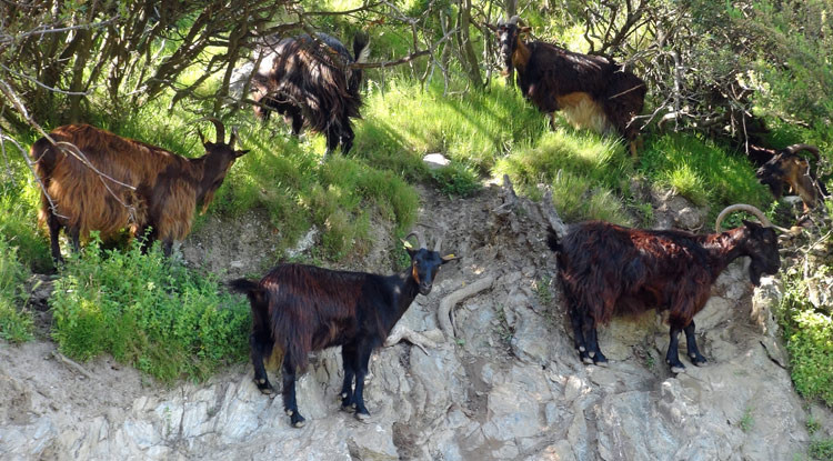Les chèvres Corses sont douées pour l'escalade