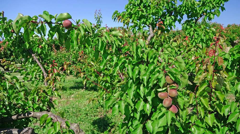 Abricots rouges du Roussillon qui seront murs à la mi-juillet