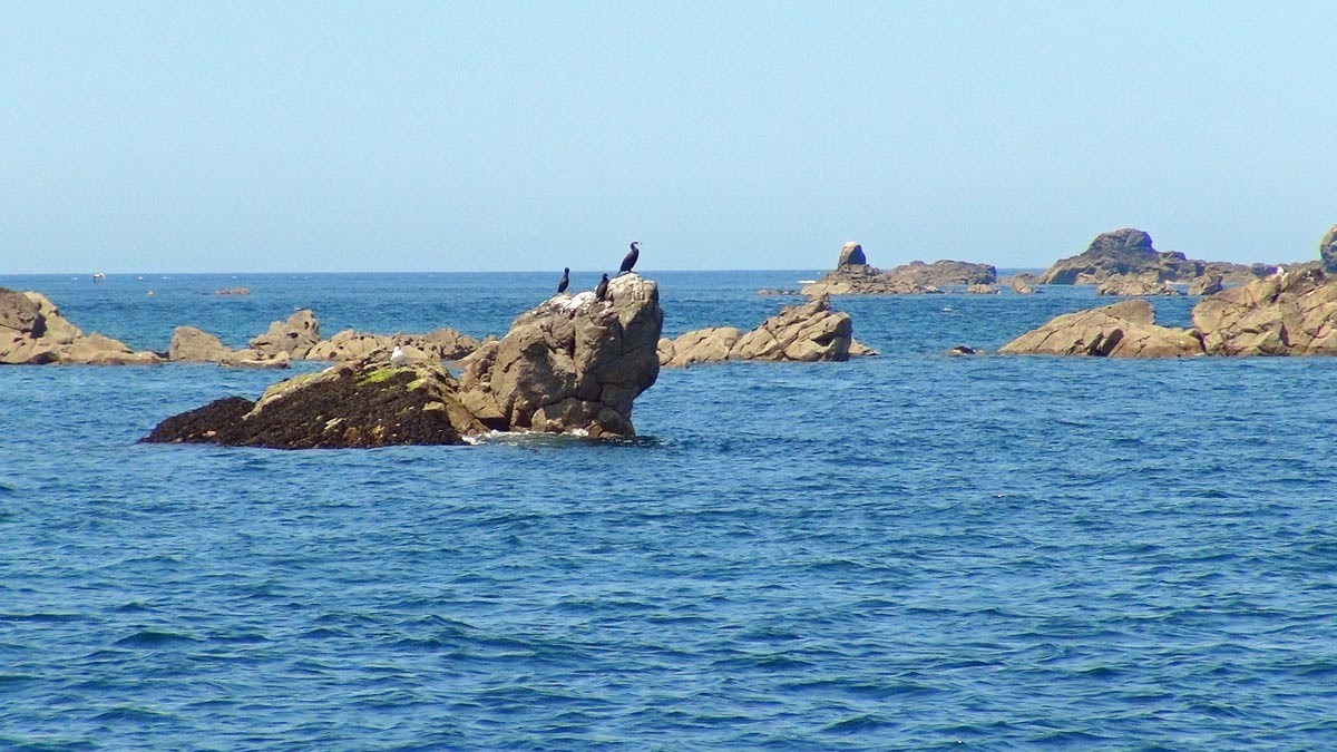 Cormorans huppés