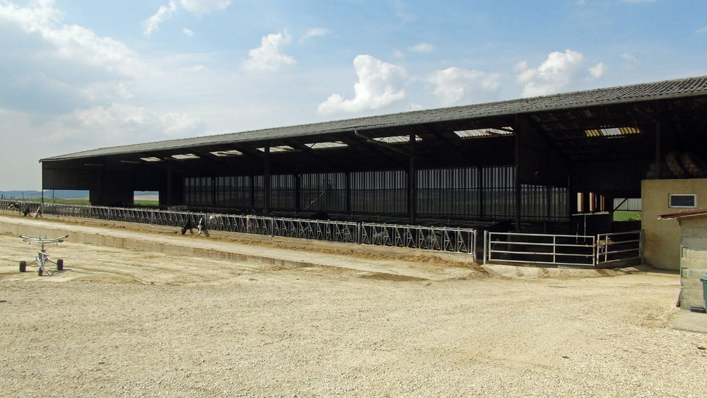 Bâtiment pour les "Prim'Holstein