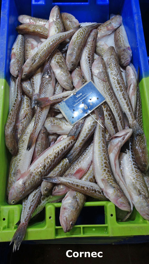 La halle aux poissons (Vives de Cornec)