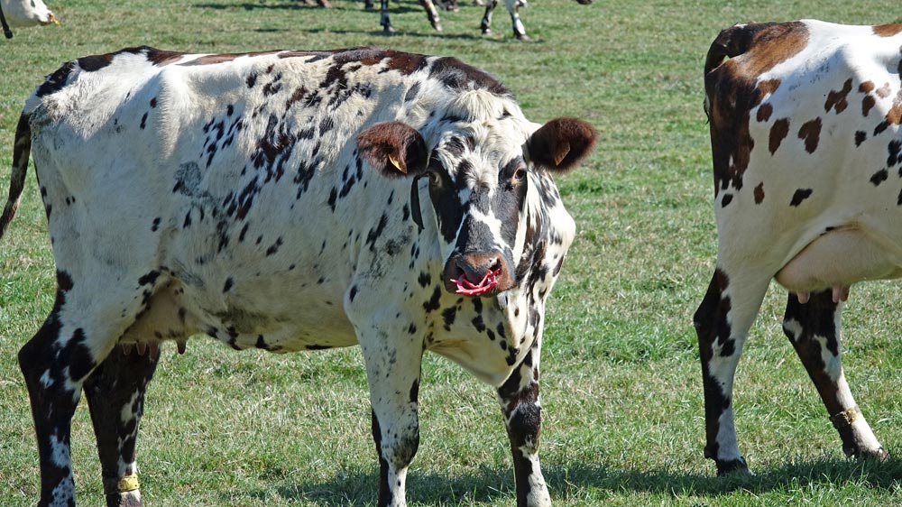 Une vache laitière normande et son anneau anti-têtée !