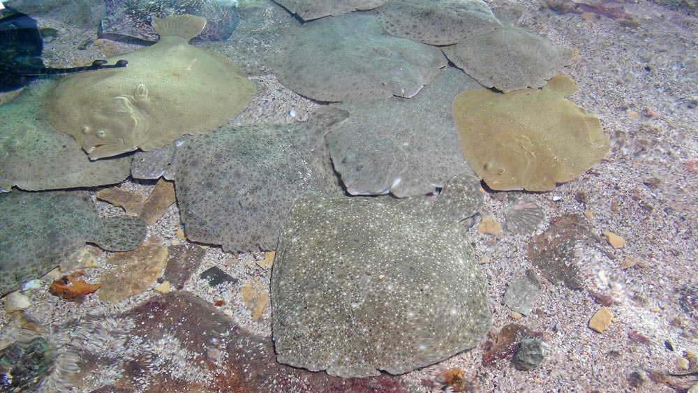 Turbots