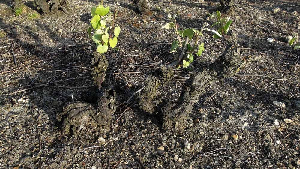 Ceps de vignes de Romorantin pré-phylloxérique (avant 1875), pratiquement de la dentelle ... respect !