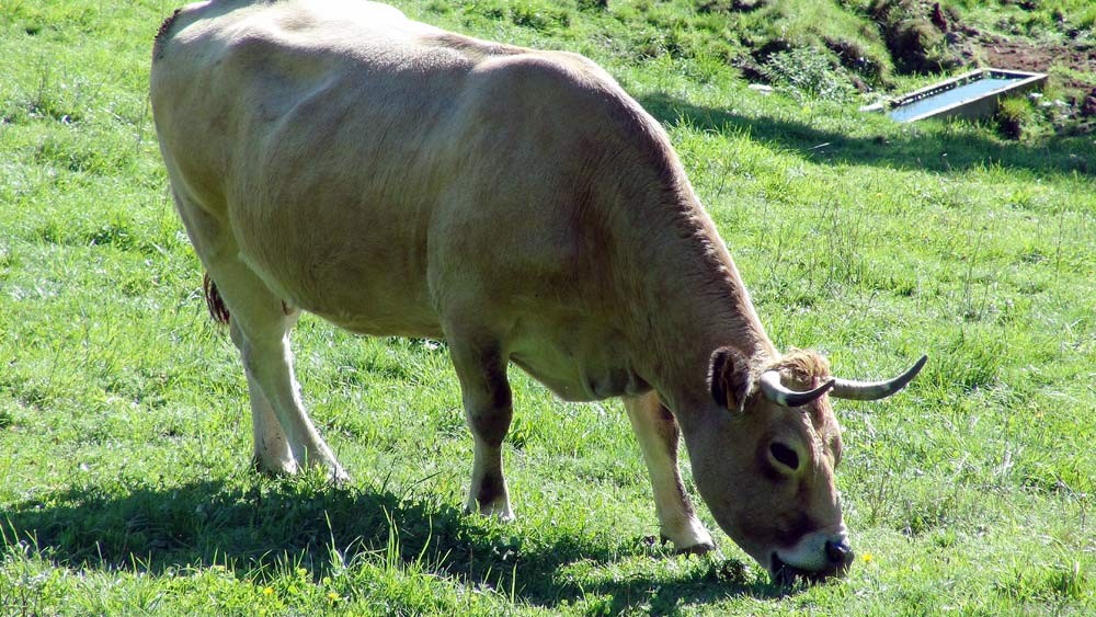Une "Aubrac"