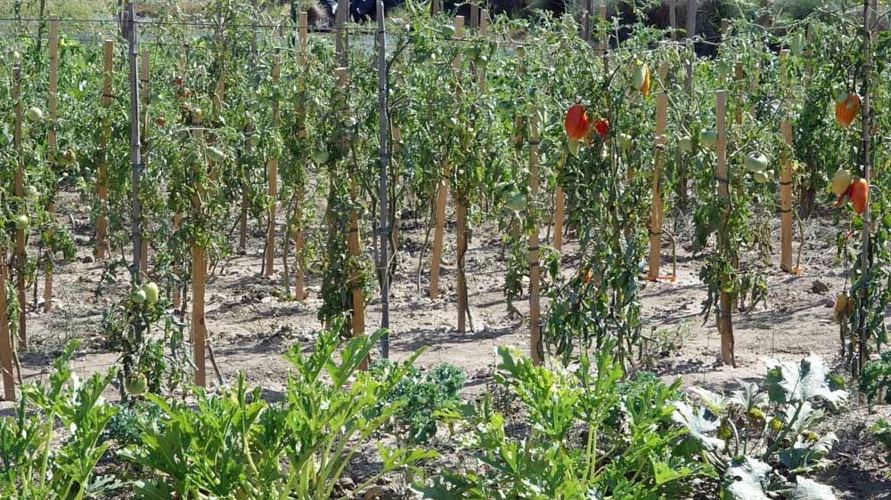 Le potager de Christophe